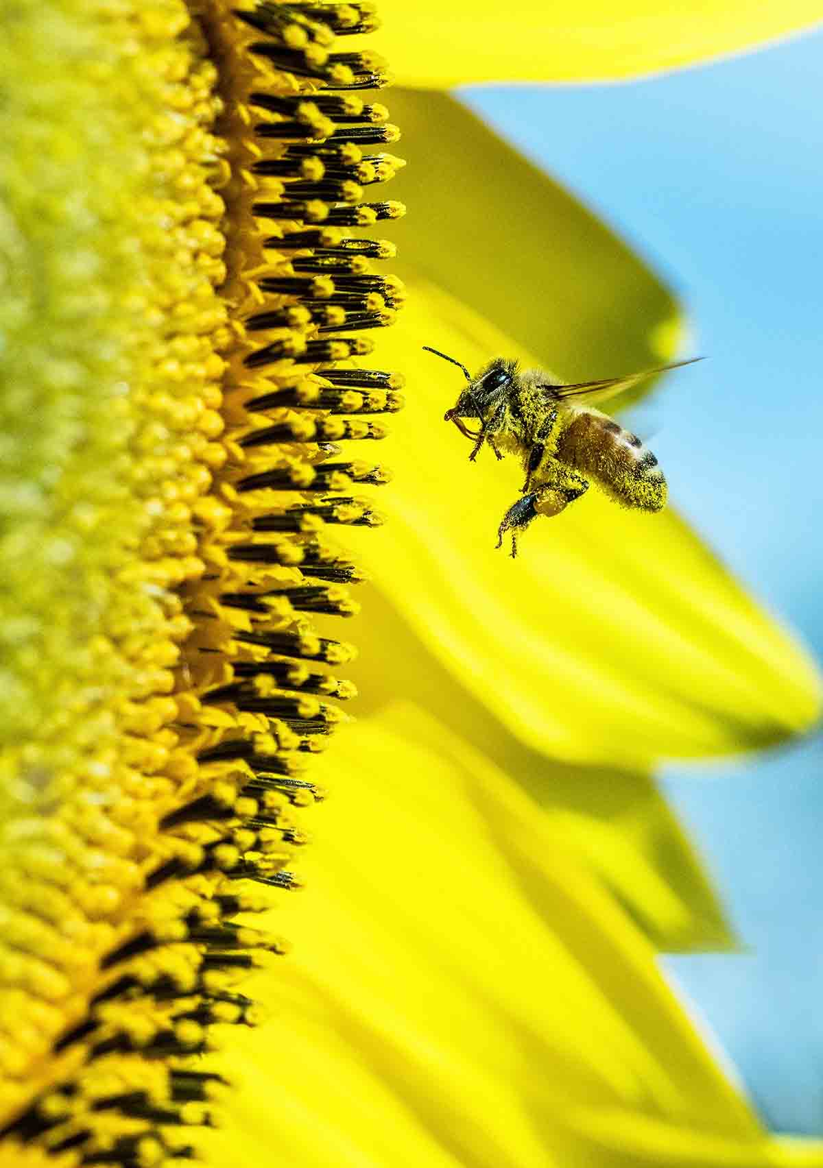 5 trucos para alejar abejas y avispas sin hacerles daño: Abeja
