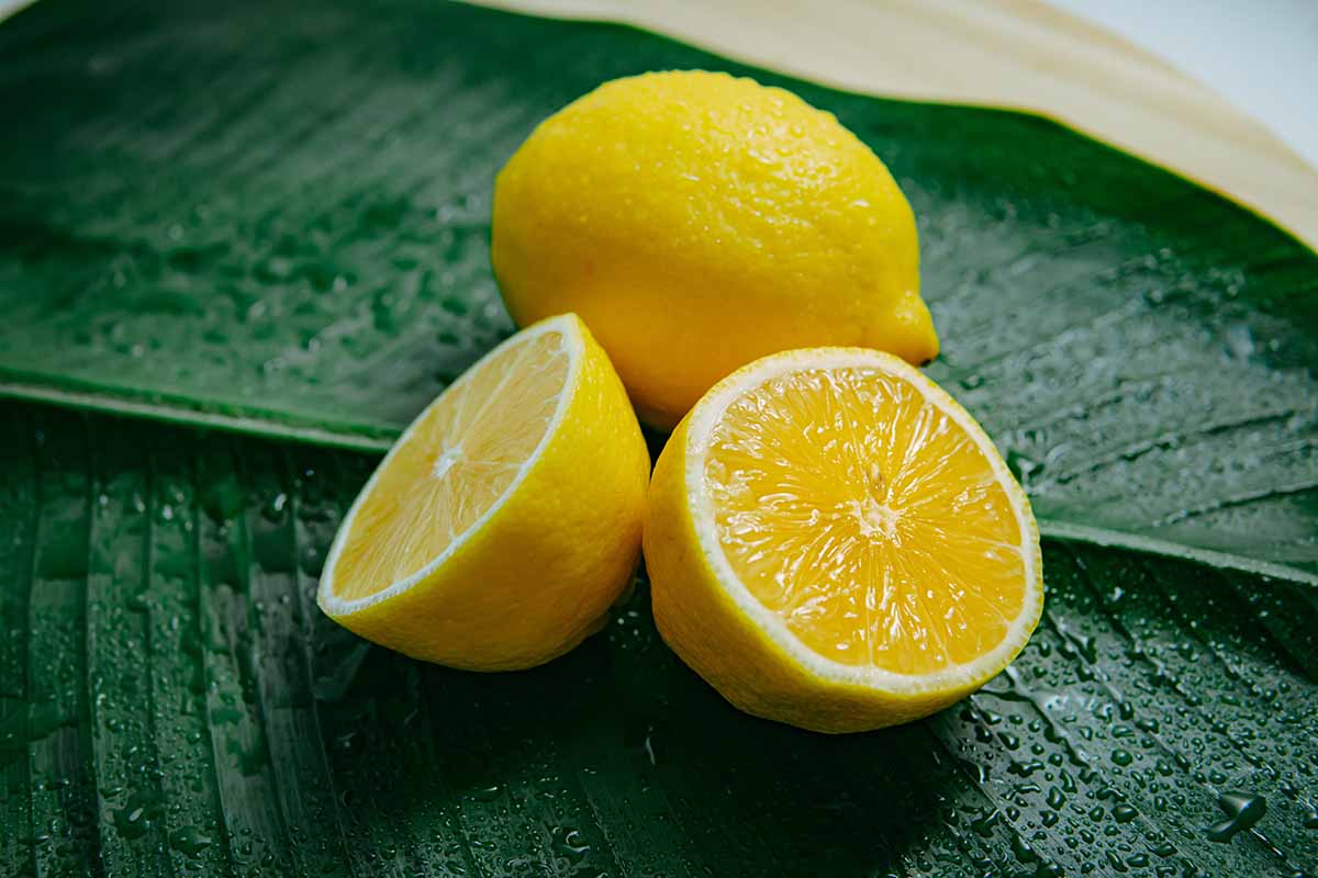 Remedios naturales para las plagas de hormigas: zumo de limón