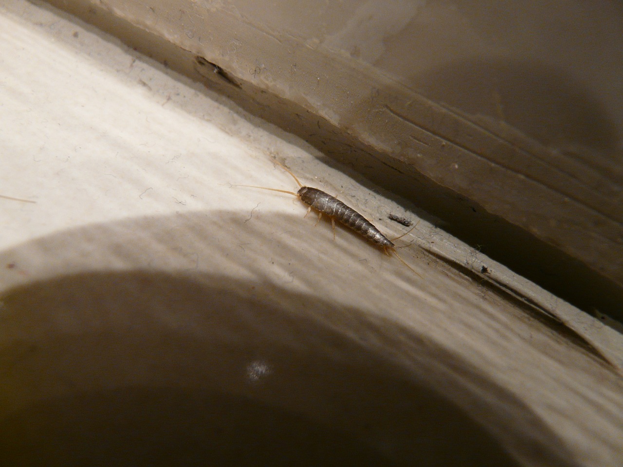 silverfish-61638_1280