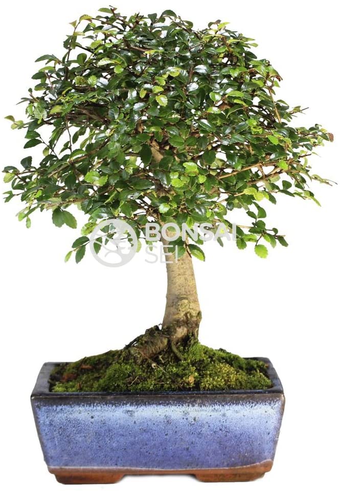 bonsai