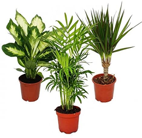 tres plantas de interior