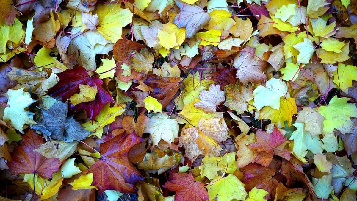 Rituales equinoccio otoño ¿cómo celebrarlo? Foto: Pexels