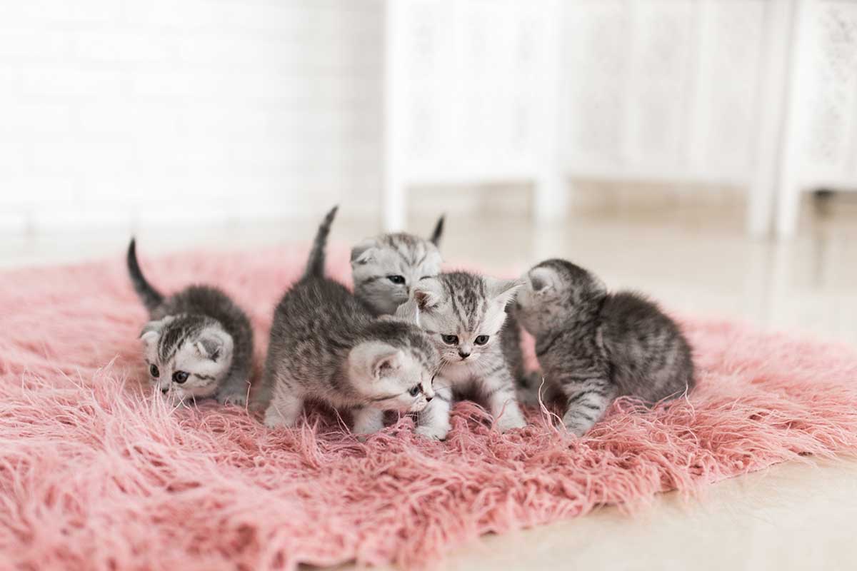 gatos ronronean gatitos crías. foto freepik