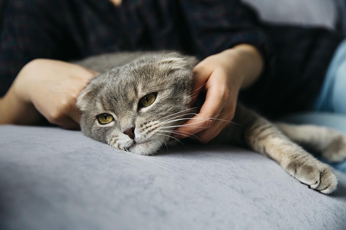 ¿Por qué los gatos ronronean? Esto es lo que te quieren decir