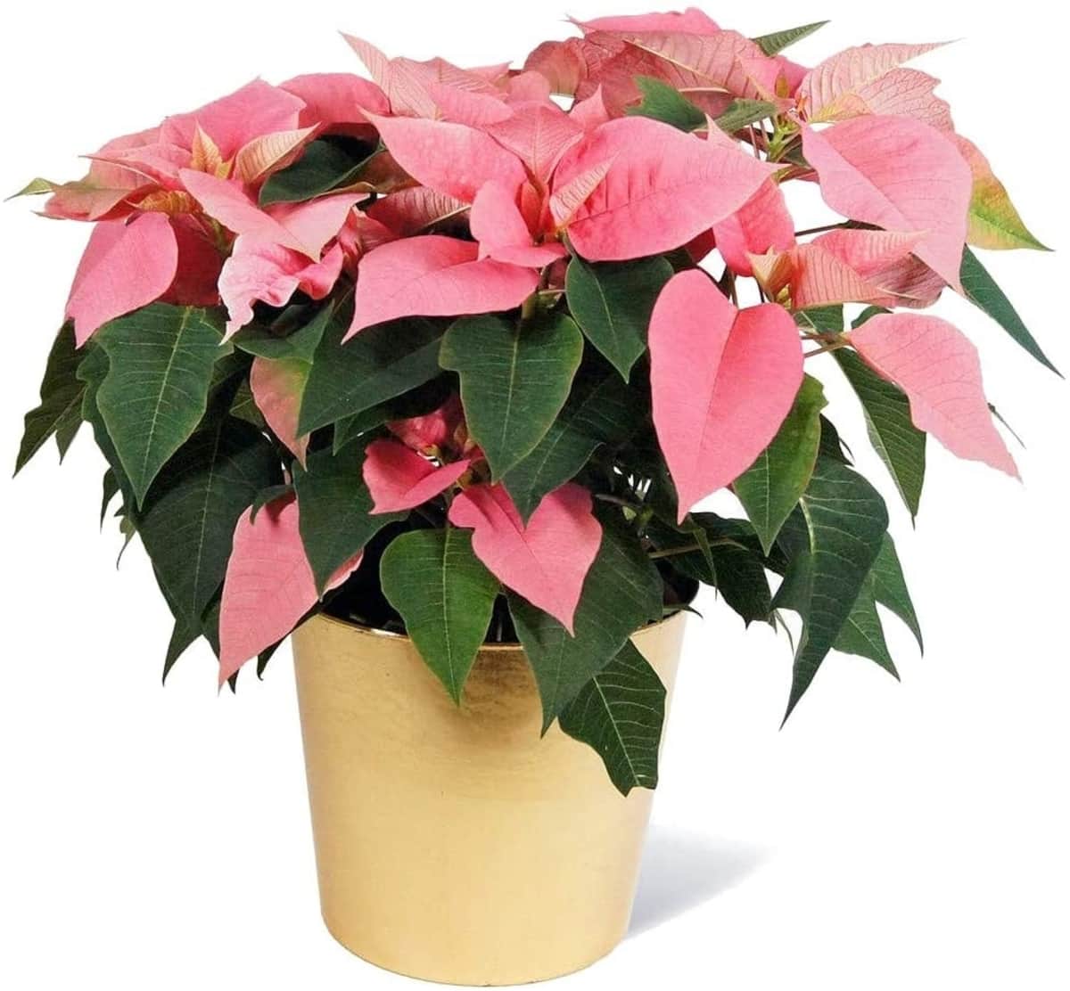 Flor de Pascua Amazon Navidad 2020