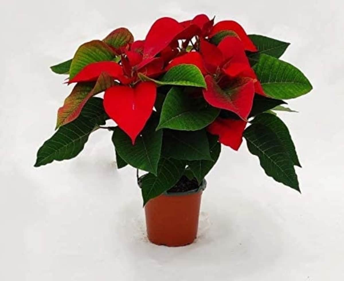 comprar flor de Pascua Navidad Amazon