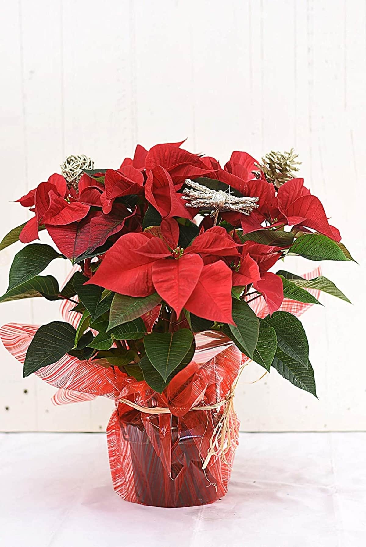 flor de Pascua natural amazon