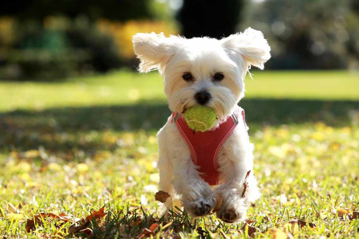 bichón maltés perros que no sueltan pelo istock