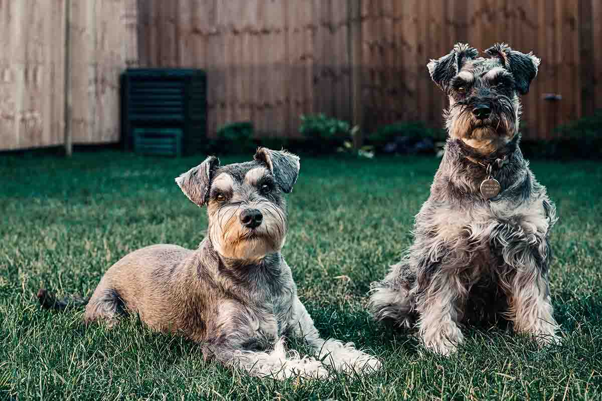 perros que no sueltan pelo schnauzer miniatura