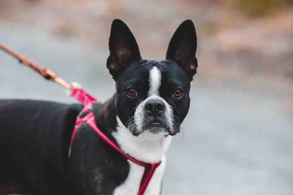 boston terrier perro que no suelta pelo freepik