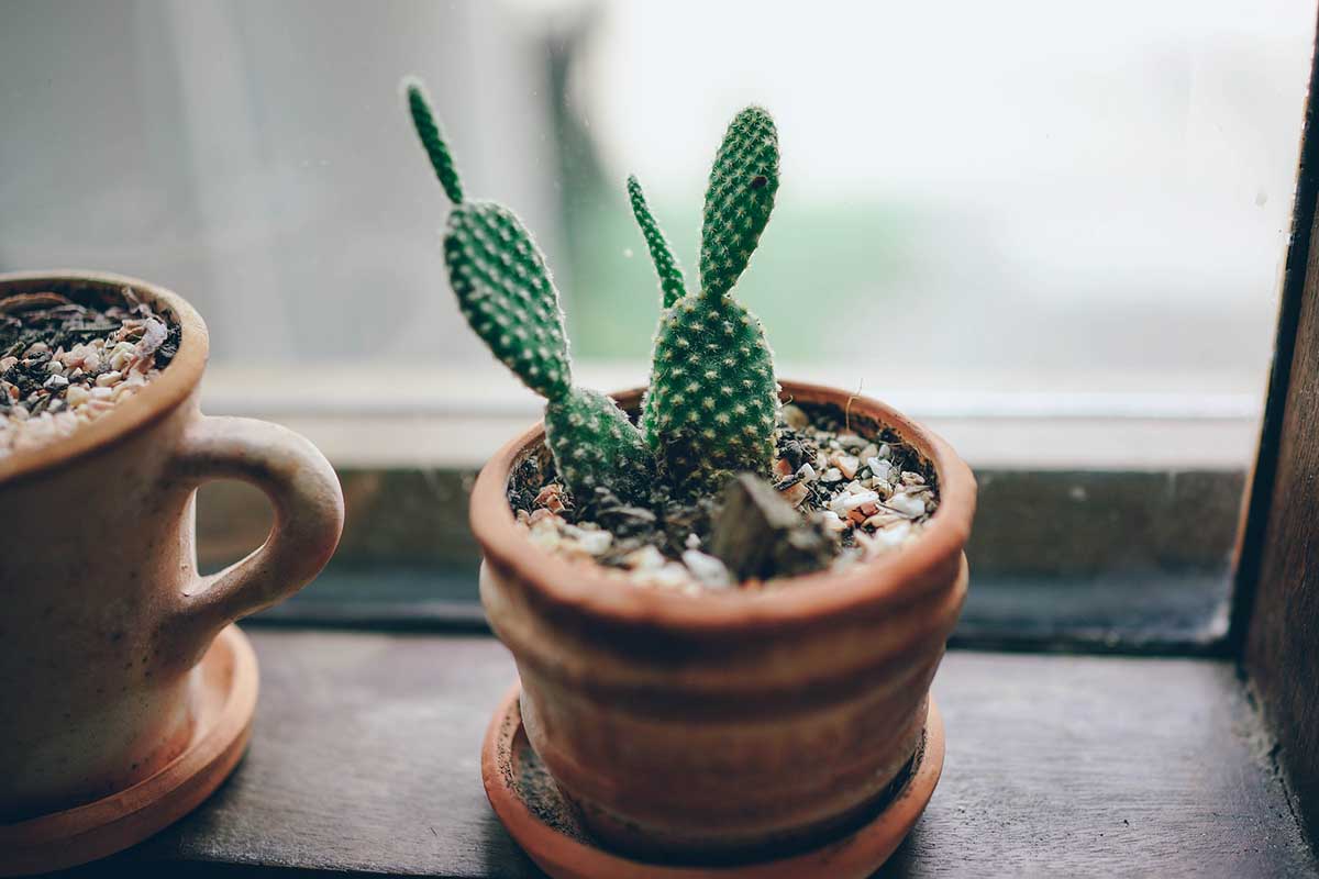 plantas humedad en casa