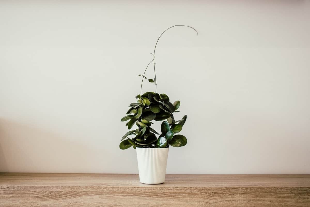 Cómo decorar con plantas artificiales realistas Foto: Pexels