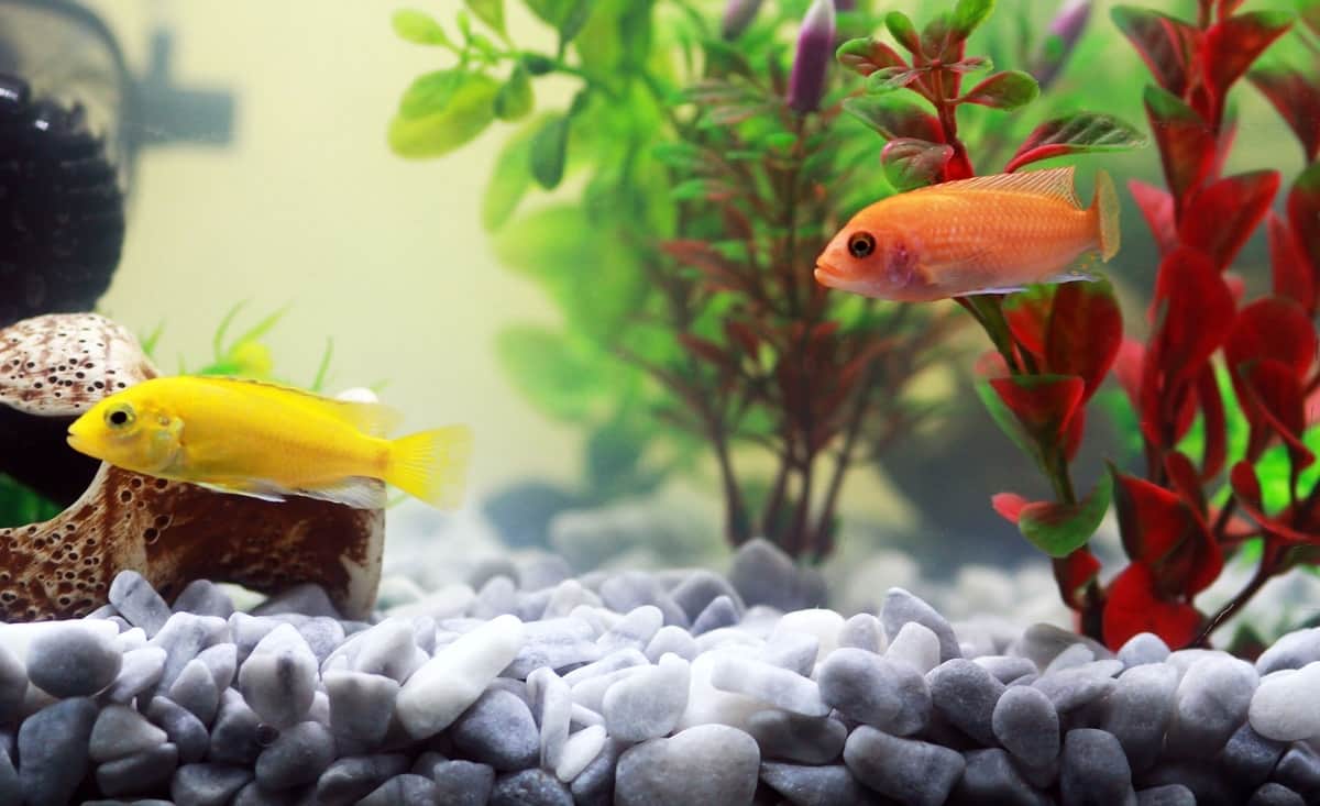 Cómo decorar acuario paso a paso Foto: Pixabay