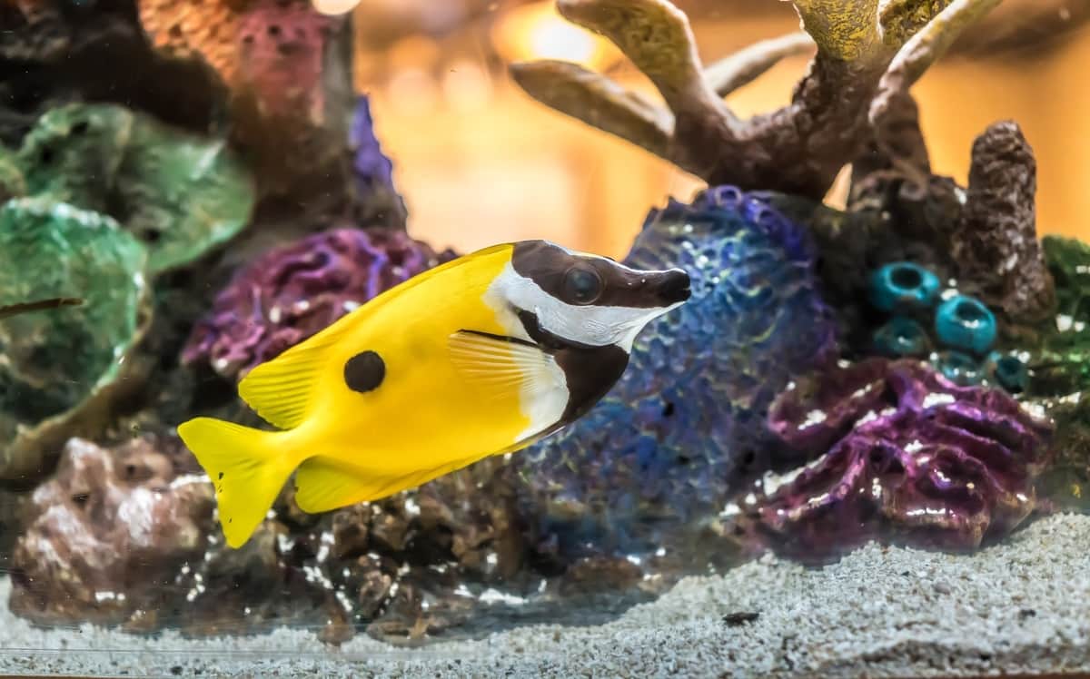 Cómo decorar acuario: plantas naturales Foto: Pixabay