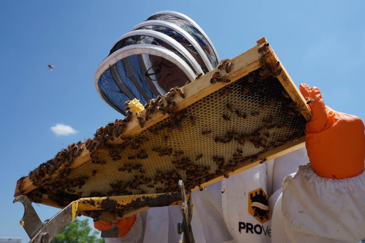 Retirar enjambre de abejas
