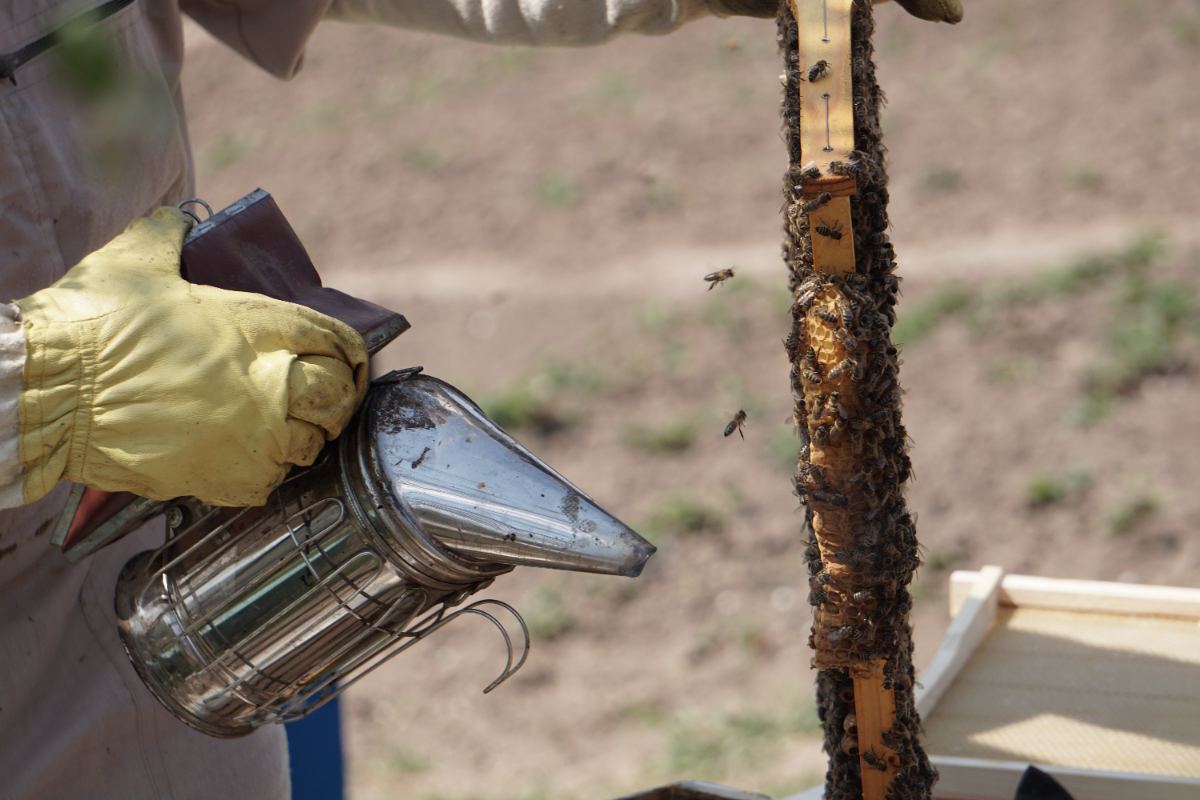 Pasos a seguir para retirar un enjambre de abejas