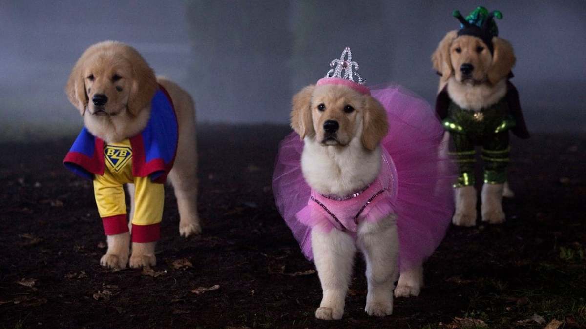 Cachorros embrujados